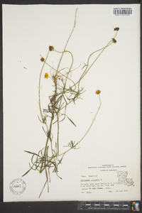Coreopsis tripteris image