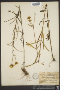 Helianthus angustifolius image