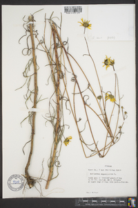 Helianthus angustifolius image