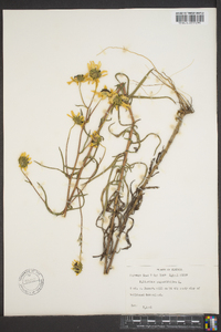 Helianthus angustifolius image