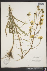 Helianthus angustifolius image