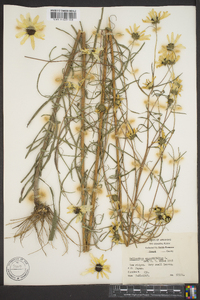 Helianthus angustifolius image