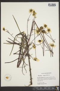 Helianthus angustifolius image