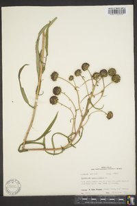 Helianthus angustifolius image