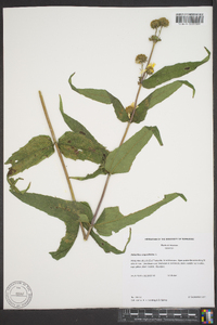 Helianthus angustifolius image