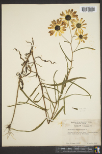 Helianthus angustifolius image