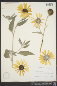 Helianthus argophyllus image