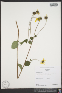 Helianthus atrorubens image