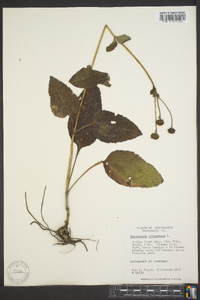 Helianthus atrorubens image