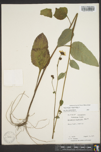 Helianthus atrorubens image