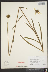 Helianthus carnosus image