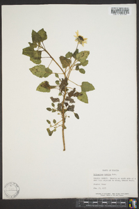 Helianthus debilis image