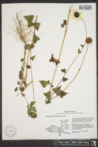 Helianthus debilis image