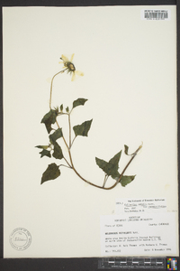 Helianthus debilis image