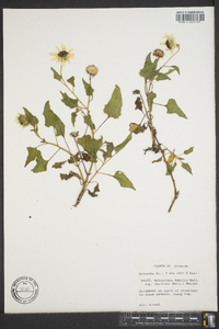 Helianthus debilis image