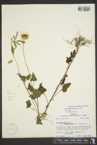 Helianthus petiolaris image