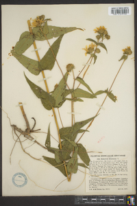 Helianthus divaricatus image