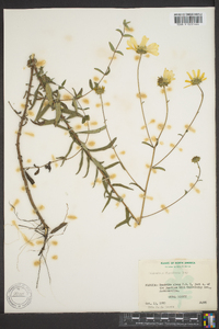 Helianthus floridanus image