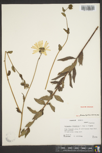 Helianthus floridanus image