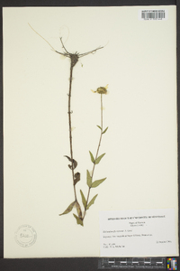 Helianthus floridanus image