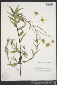 Helianthus floridanus image