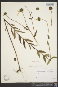 Helianthus floridanus image