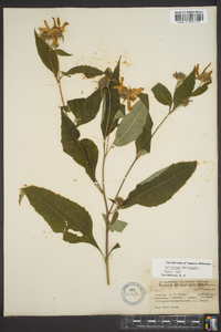 Helianthus decapetalus image