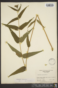 Helianthus divaricatus image