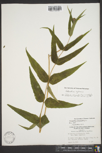 Helianthus divaricatus image