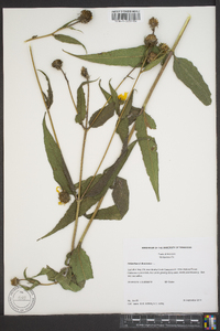 Helianthus divaricatus image