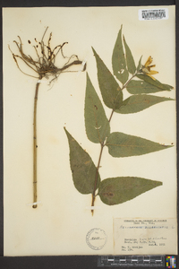 Helianthus divaricatus image