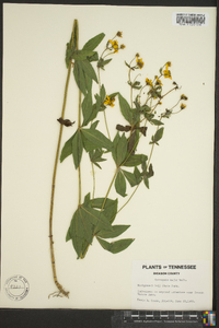 Coreopsis major image