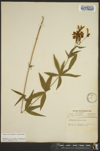 Coreopsis major image