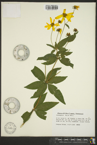 Coreopsis major image