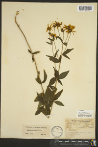 Coreopsis major image