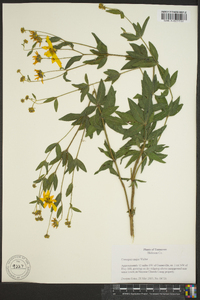 Coreopsis major image