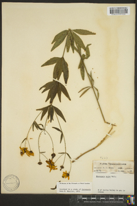 Coreopsis major image