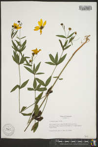 Coreopsis major image