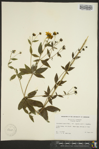 Coreopsis major image