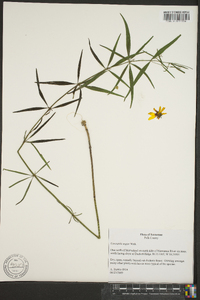 Coreopsis major image