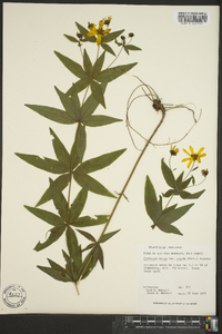 Coreopsis major image