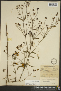 Coreopsis major image