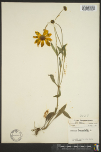 Coreopsis lanceolata image