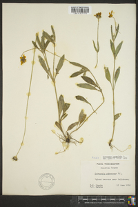 Coreopsis lanceolata image