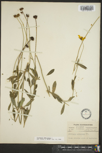 Coreopsis lanceolata image