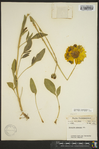 Coreopsis lanceolata image