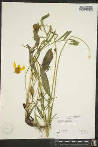 Coreopsis lanceolata image