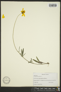 Coreopsis lanceolata image