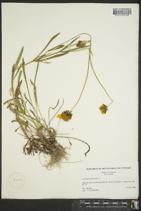 Coreopsis lanceolata image