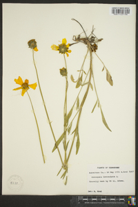 Coreopsis lanceolata image